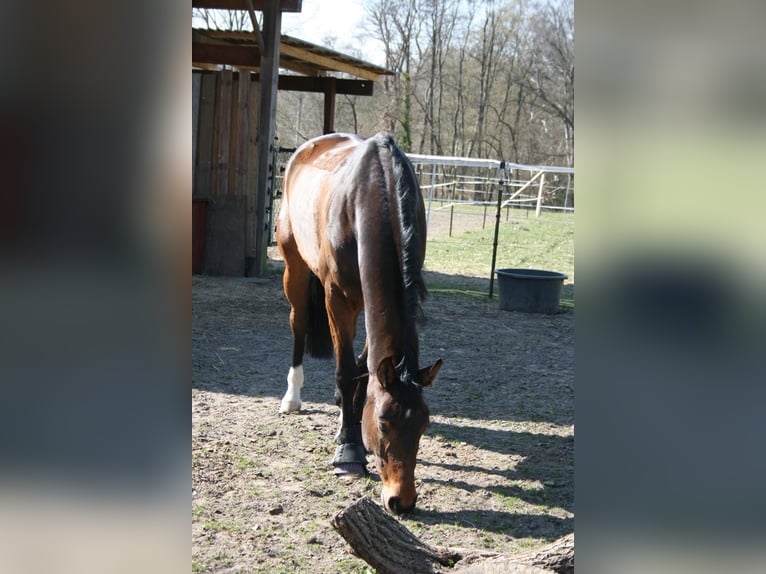 Koń hanowerski Klacz 7 lat 160 cm in M&#xFC;ssen