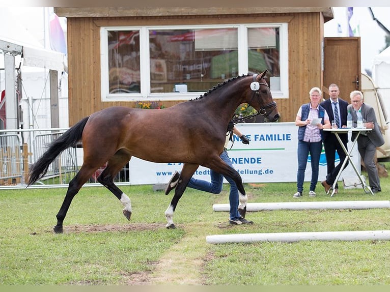 Koń hanowerski Klacz 7 lat 162 cm Gniada in Schwanewede
