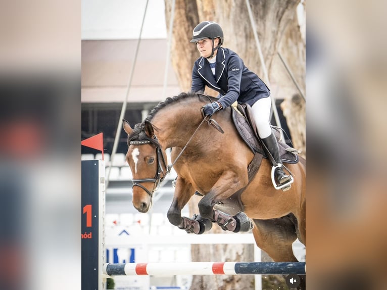 Koń hanowerski Klacz 7 lat 163 cm Ciemnogniada in Trzebnica