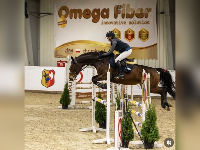 Koń hanowerski Klacz 7 lat 163 cm Ciemnogniada in Trzebnica