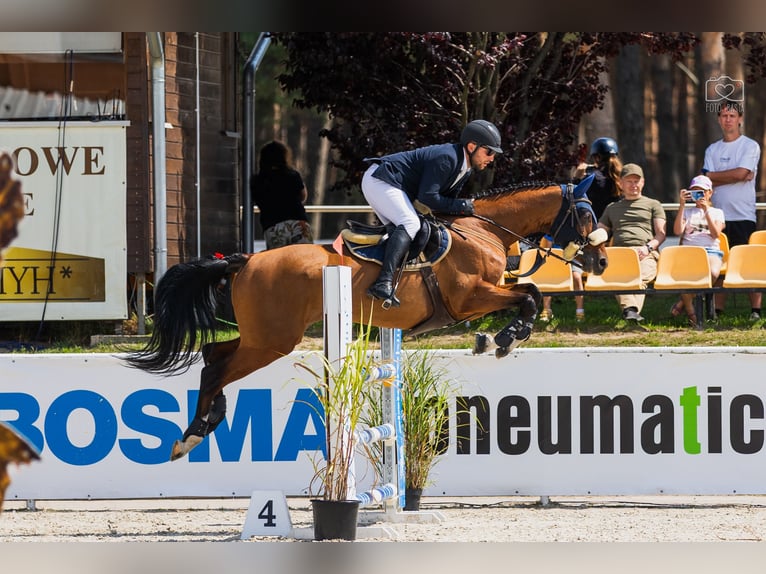 Koń hanowerski Klacz 7 lat 163 cm Gniada in Racot