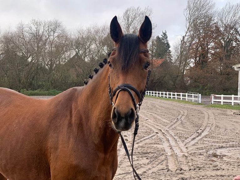 Koń hanowerski Klacz 7 lat 163 cm Gniada in Verden (Aller)