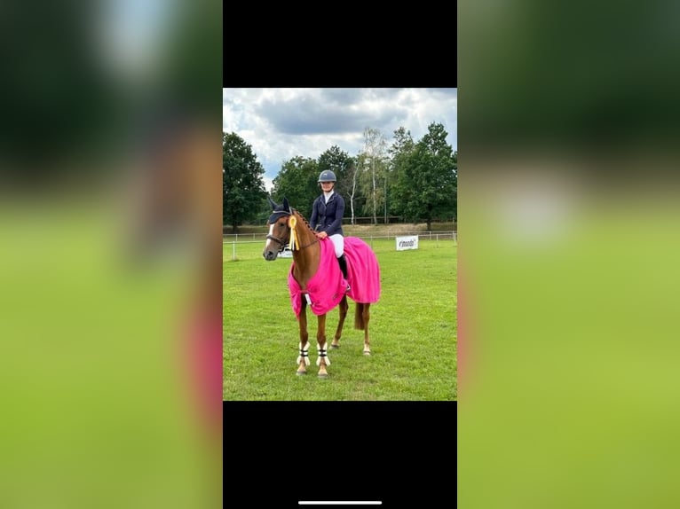 Koń hanowerski Klacz 7 lat 163 cm Kasztanowata in Königslutter am Elm