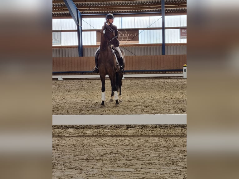 Koń hanowerski Klacz 7 lat 164 cm Ciemnogniada in Maasen