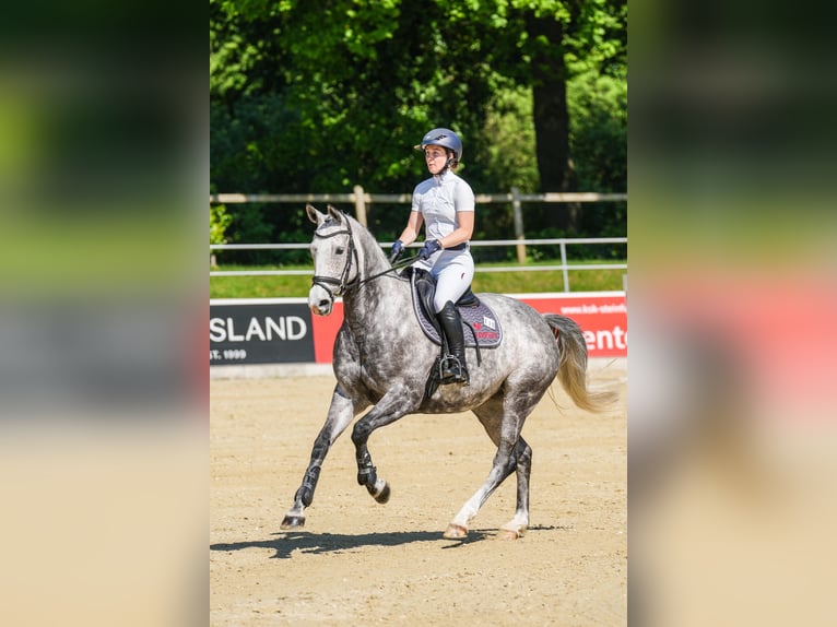Koń hanowerski Klacz 7 lat 164 cm Siwa in Oberrieden