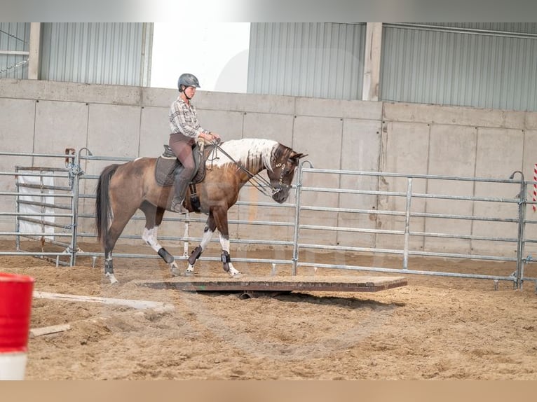 Koń hanowerski Mix Klacz 7 lat 164 cm Srokata in Kiskőrös