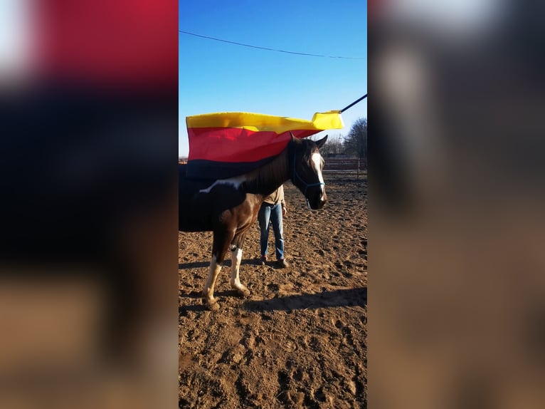 Koń hanowerski Mix Klacz 7 lat 164 cm Srokata in Kiskőrös