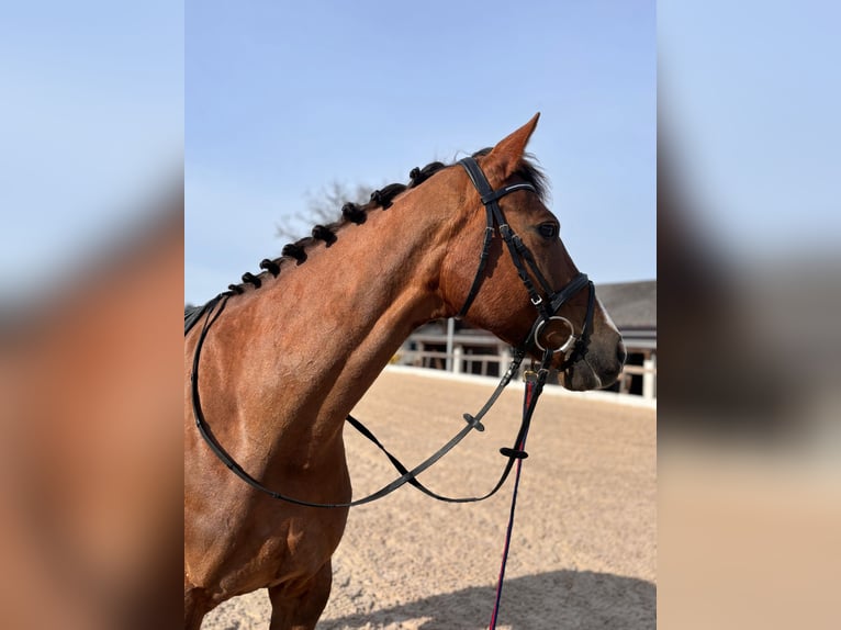 Koń hanowerski Klacz 7 lat 165 cm Ciemnokasztanowata in Niederwangen b. Bern