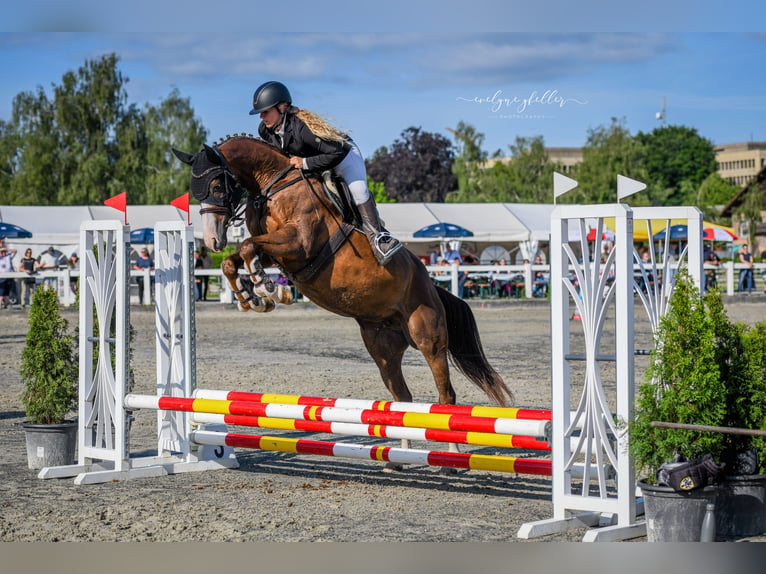 Koń hanowerski Klacz 7 lat 165 cm Ciemnokasztanowata in Niederwangen b. Bern