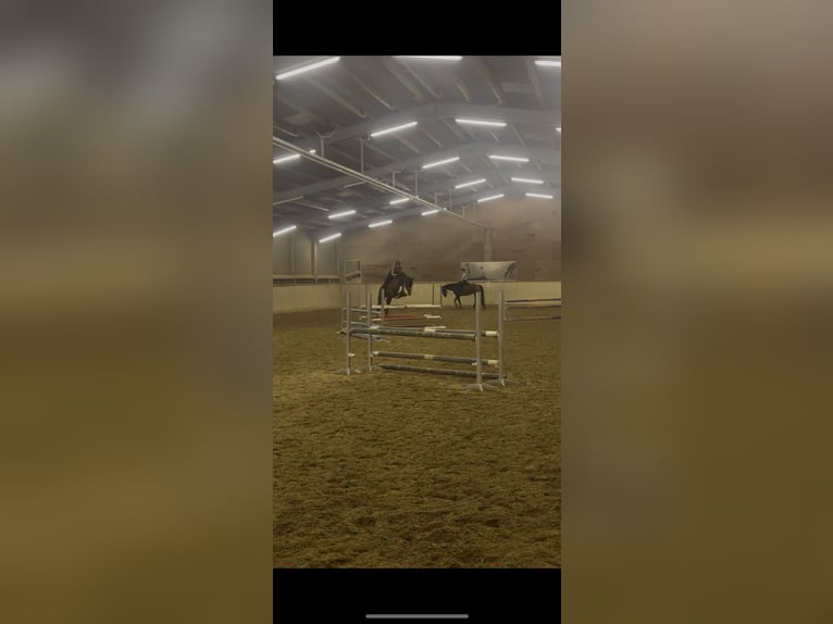 Koń hanowerski Klacz 7 lat 165 cm Kasztanowata in Markgröningen