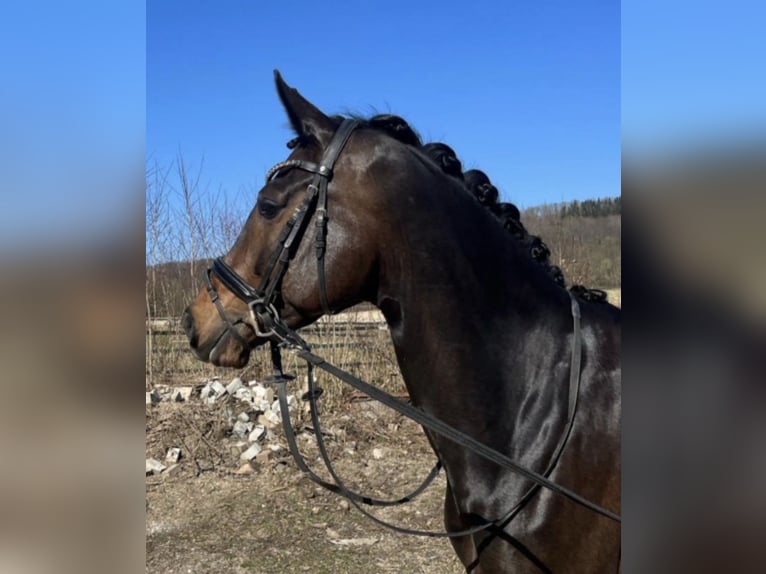 Koń hanowerski Klacz 7 lat 166 cm Ciemnogniada in Bielefeld