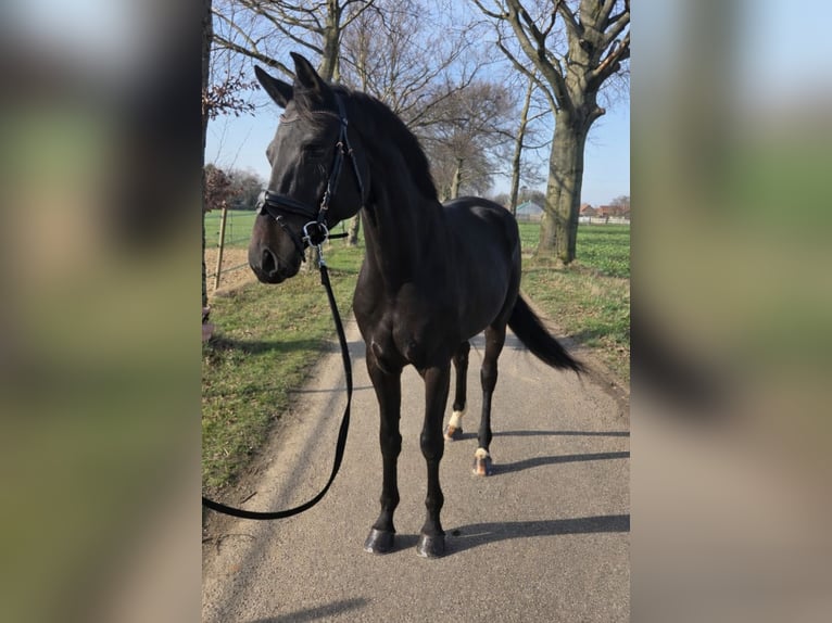 Koń hanowerski Klacz 7 lat 166 cm Ciemnogniada in Koningsbosch
