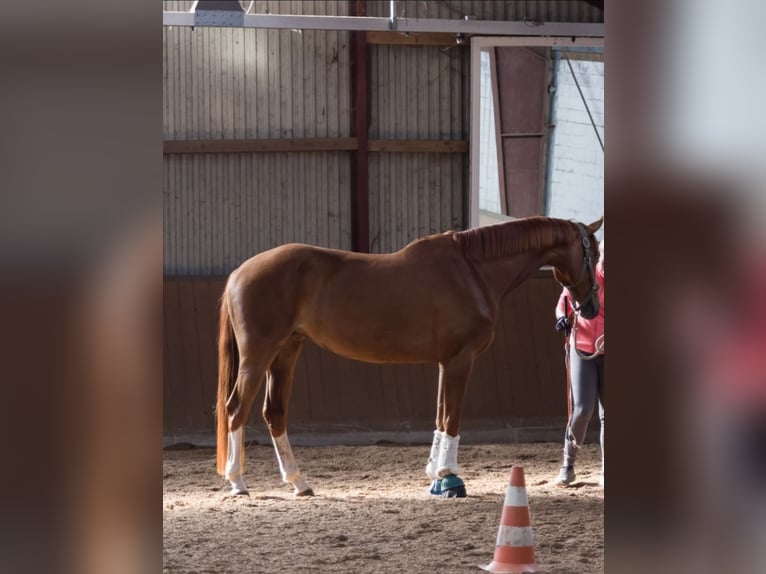 Koń hanowerski Klacz 7 lat 166 cm Ciemnokasztanowata in Bordesholm