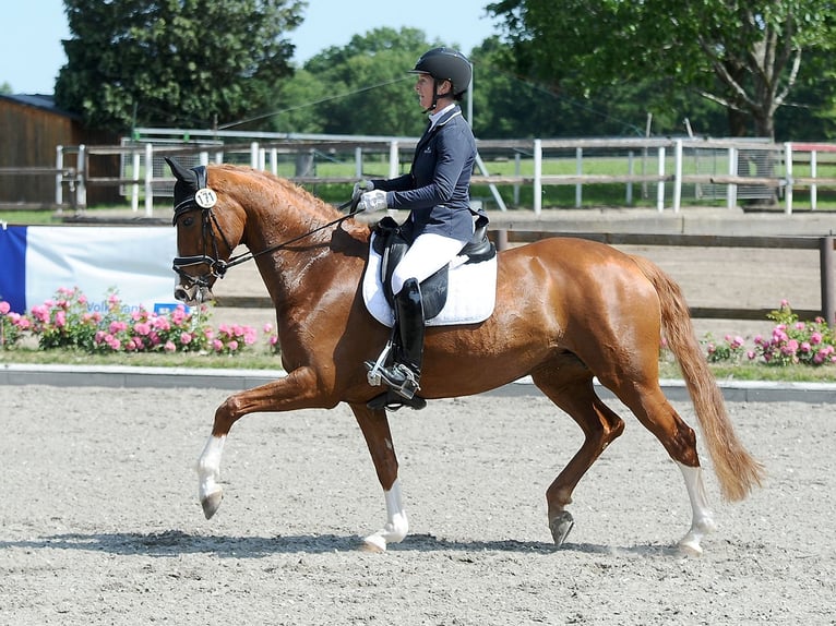 Koń hanowerski Klacz 7 lat 166 cm Ciemnokasztanowata in Isernhagen