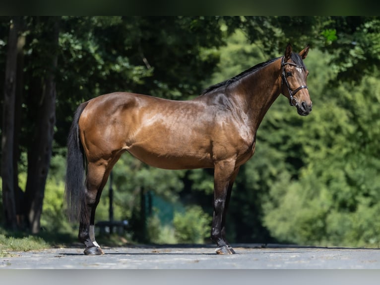 Koń hanowerski Klacz 7 lat 166 cm Gniada in Windhagen