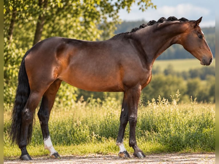 Koń hanowerski Klacz 7 lat 167 cm Ciemnogniada in Vohenstrauß