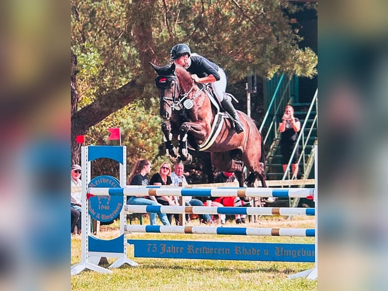 Koń hanowerski Klacz 7 lat 167 cm Ciemnogniada in Zeven/Heeslingen