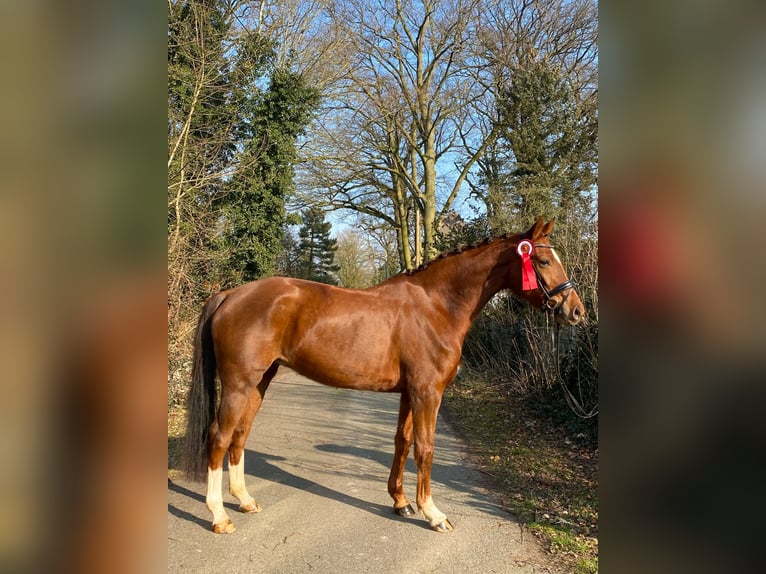 Koń hanowerski Klacz 7 lat 167 cm Ciemnokasztanowata in Stuhr