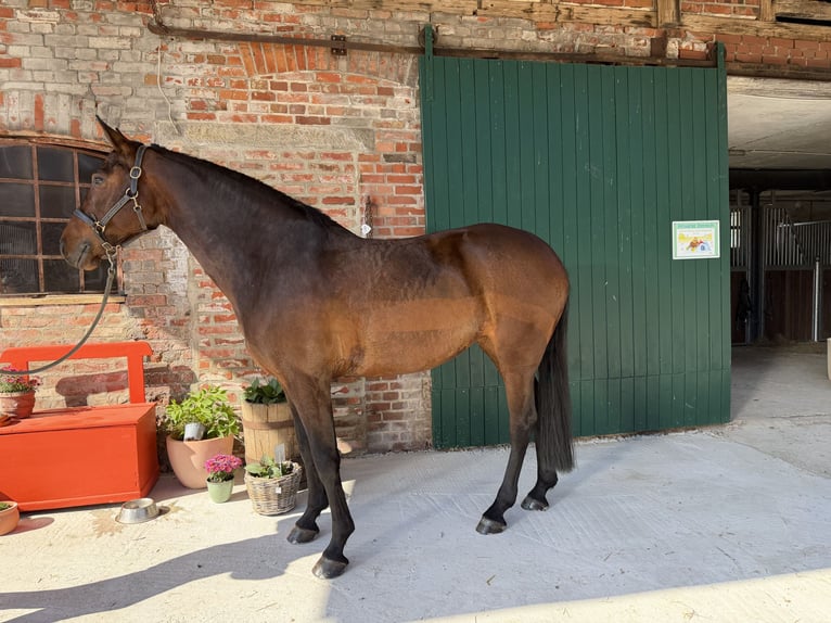 Koń hanowerski Klacz 7 lat 167 cm Gniada in Querenhorst