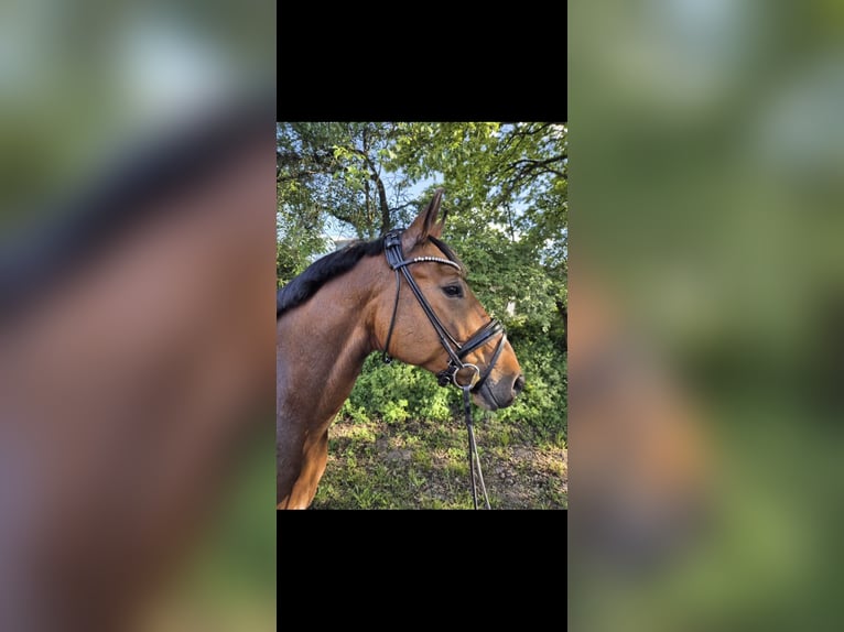 Koń hanowerski Klacz 7 lat 167 cm Gniada in Echem