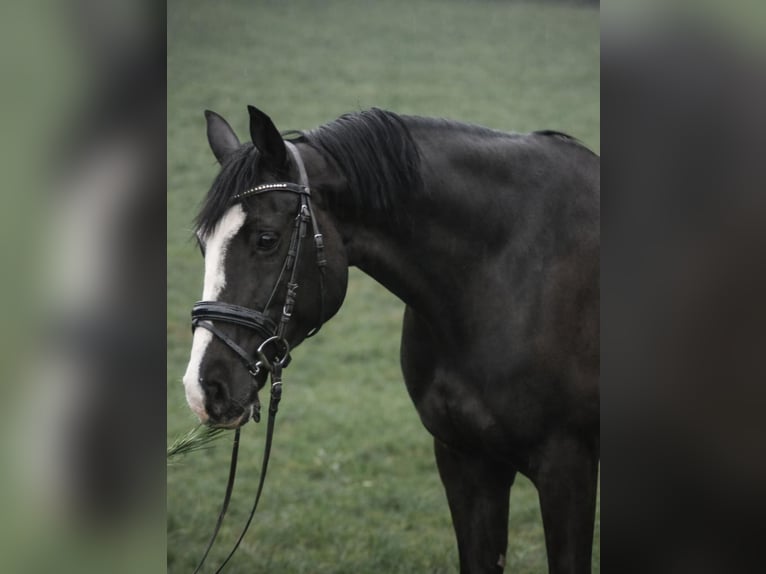 Koń hanowerski Klacz 7 lat 167 cm Kara in Graben