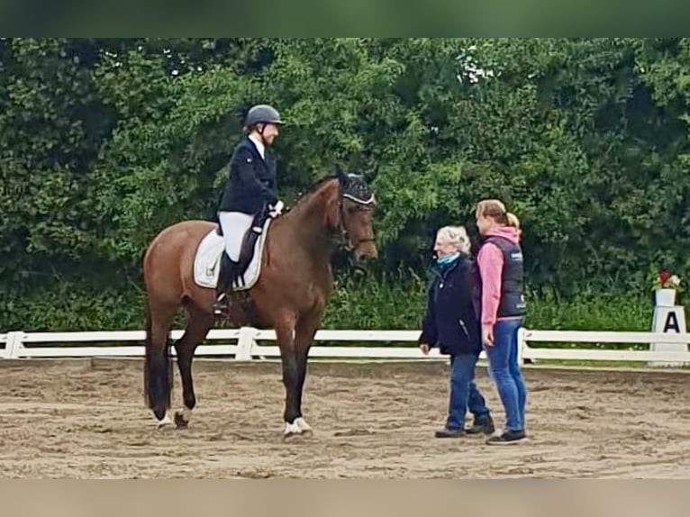 Koń hanowerski Klacz 7 lat 168 cm Ciemnogniada in Nübbel