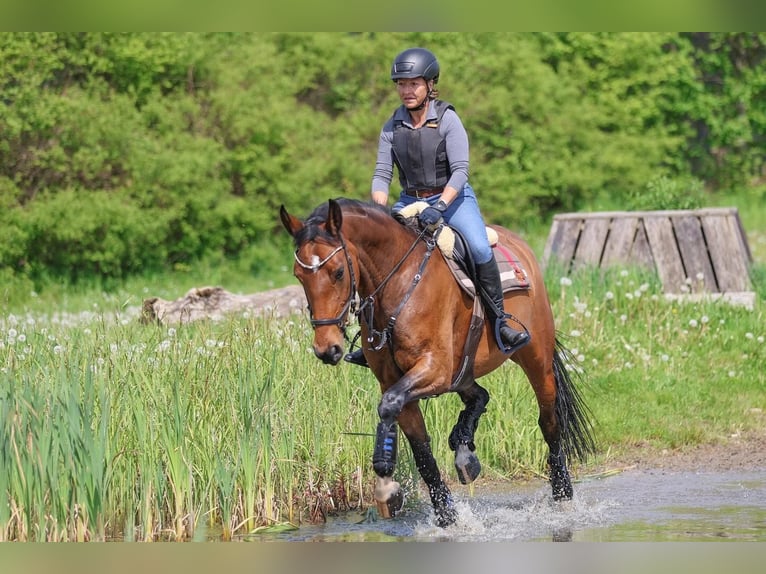 Koń hanowerski Klacz 7 lat 168 cm Ciemnogniada in Nübbel
