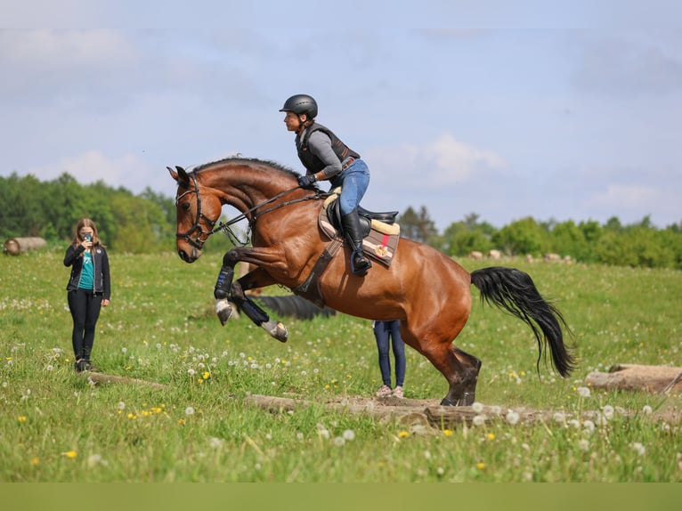 Koń hanowerski Klacz 7 lat 168 cm Ciemnogniada in Nübbel