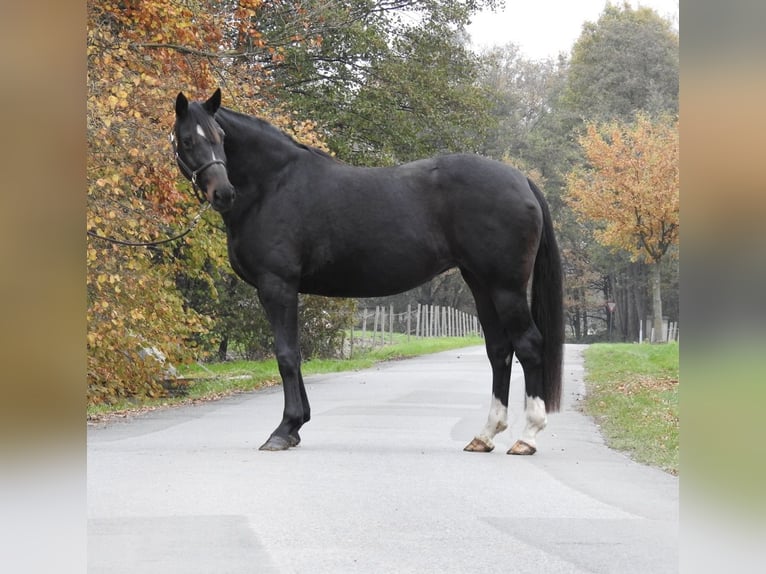 Koń hanowerski Klacz 7 lat 168 cm Ciemnogniada in Verl