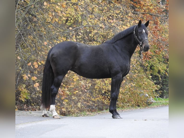 Koń hanowerski Klacz 7 lat 168 cm Ciemnogniada in Verl