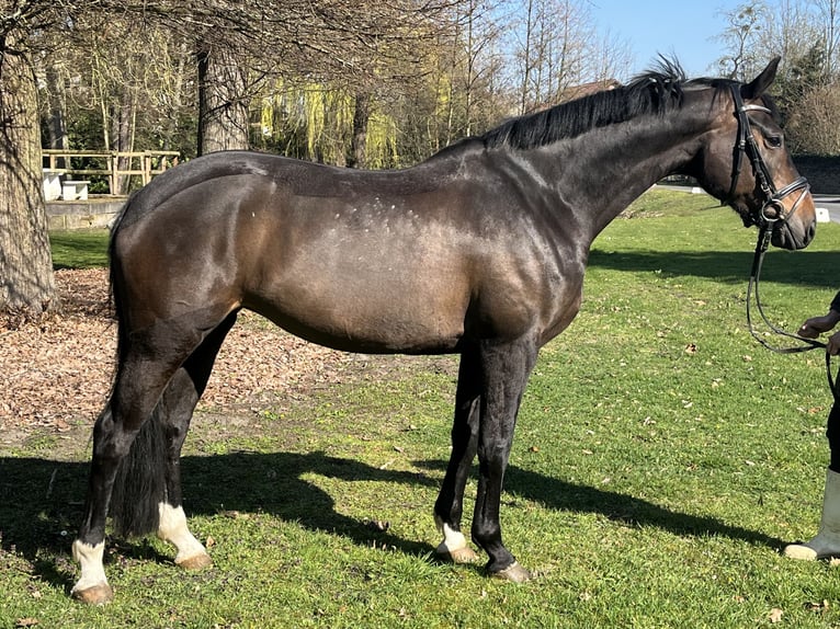 Koń hanowerski Klacz 7 lat 168 cm Ciemnogniada in Hamm