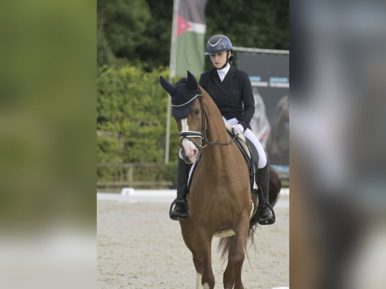 Koń hanowerski Klacz 7 lat 168 cm Ciemnokasztanowata in Dion-Valmont