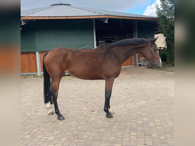 Koń hanowerski Klacz 7 lat 168 cm Gniada in Paruszka