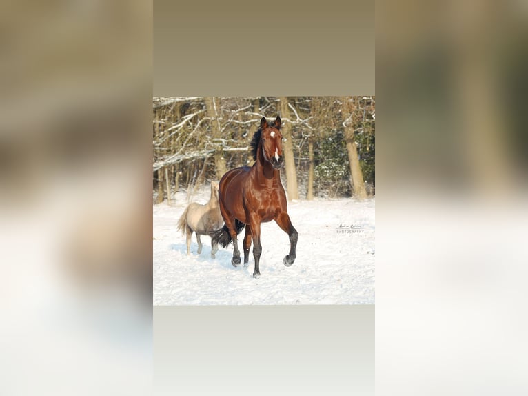 Koń hanowerski Klacz 7 lat 168 cm Gniada in Kirchwalsede
