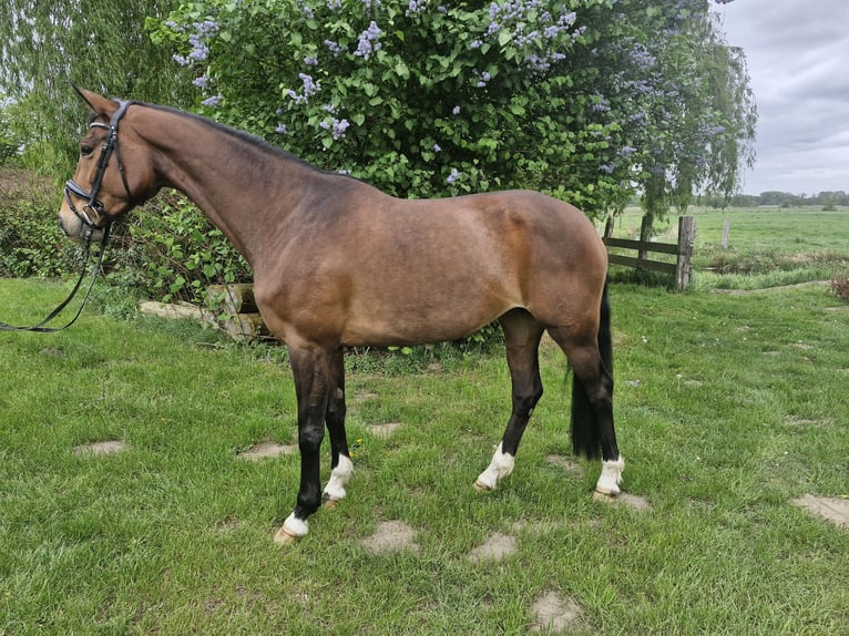 Koń hanowerski Klacz 7 lat 168 cm Gniada in Wittorf
