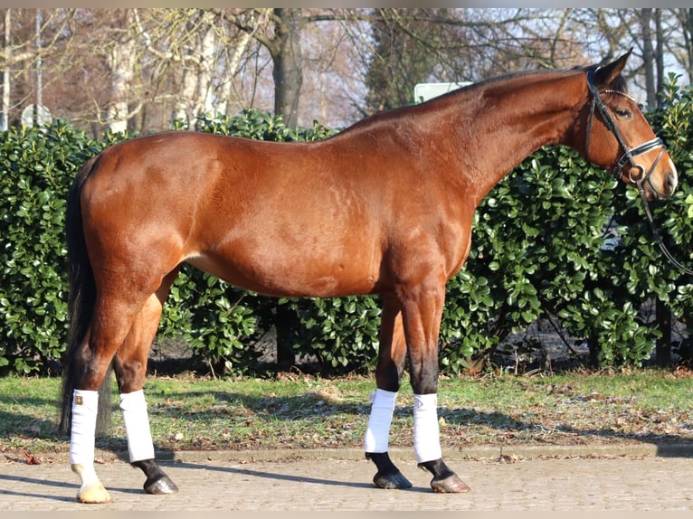 Koń hanowerski Klacz 7 lat 168 cm Gniada in Selsingen