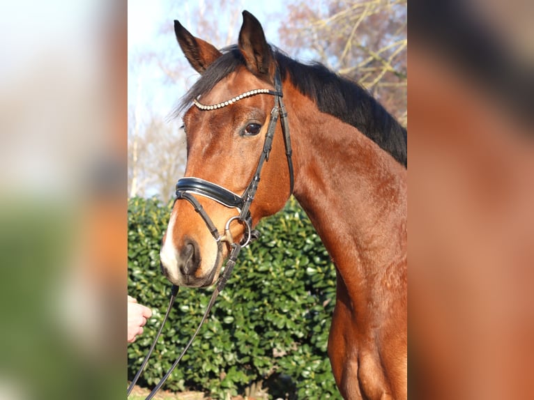 Koń hanowerski Klacz 7 lat 168 cm Gniada in Selsingen