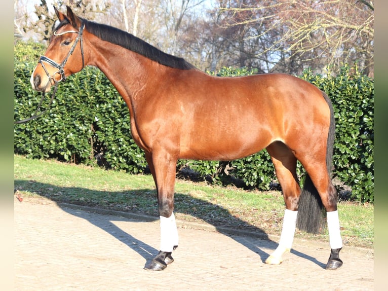 Koń hanowerski Klacz 7 lat 168 cm Gniada in Selsingen