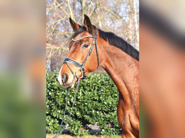 Koń hanowerski Klacz 7 lat 168 cm Gniada in Selsingen