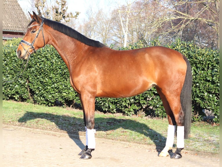 Koń hanowerski Klacz 7 lat 168 cm Gniada in Selsingen