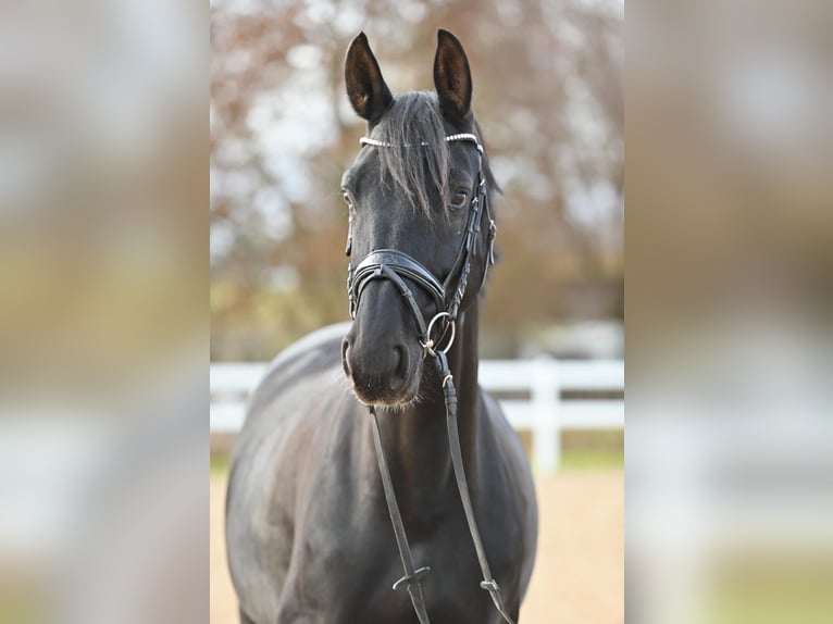 Koń hanowerski Klacz 7 lat 168 cm Kara in Münchberg