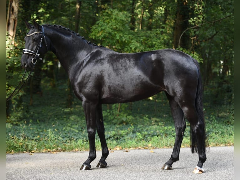 Koń hanowerski Klacz 7 lat 168 cm Kara in Békésszentandrás