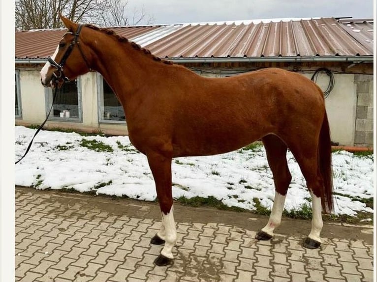Koń hanowerski Klacz 7 lat 168 cm Kasztanowata in Samern