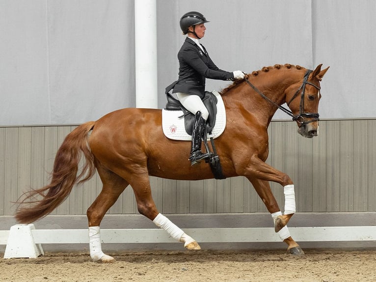 Koń hanowerski Klacz 7 lat 168 cm Kasztanowata in Münster-Handorf
