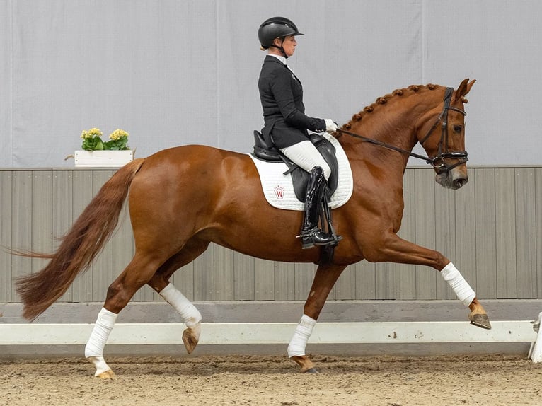 Koń hanowerski Klacz 7 lat 168 cm Kasztanowata in Münster-Handorf