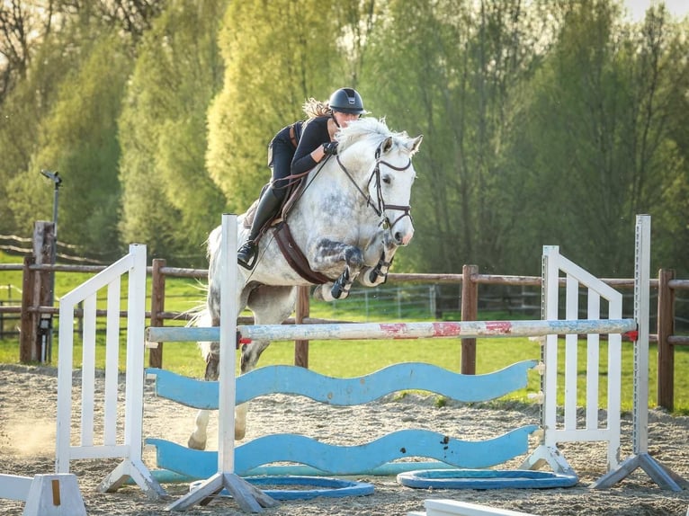 Koń hanowerski Klacz 7 lat 168 cm Siwa jabłkowita in Wolfenbüttel