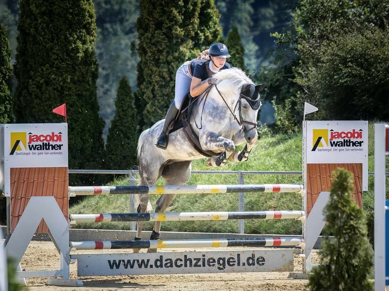 Koń hanowerski Klacz 7 lat 168 cm Siwa jabłkowita in Wolfenbüttel