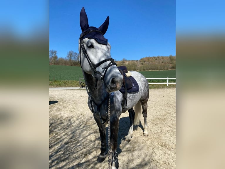 Koń hanowerski Klacz 7 lat 168 cm Siwa jabłkowita in Sprockhövel