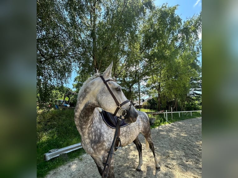 Koń hanowerski Klacz 7 lat 168 cm Siwa jabłkowita in Sprockhövel