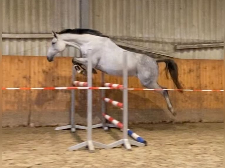 Koń hanowerski Klacz 7 lat 168 cm Siwa in Schneverdingen